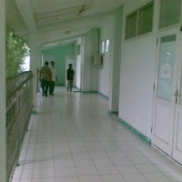 Ayam Tetangga Mati Mendadak, RN Diduga Flu Burung